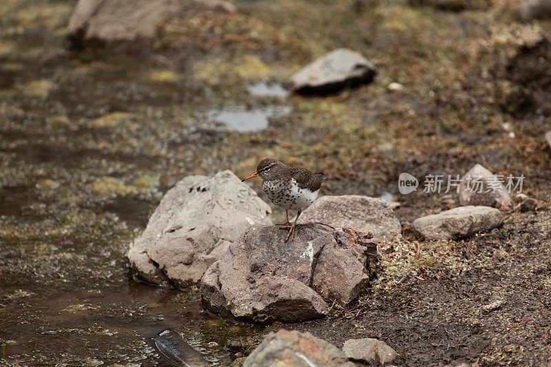 斑点矶鹬(Actitis macularia)在岩石上。